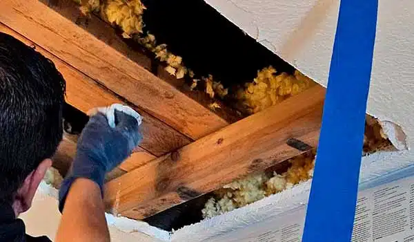 Mold Inspection & Remediation